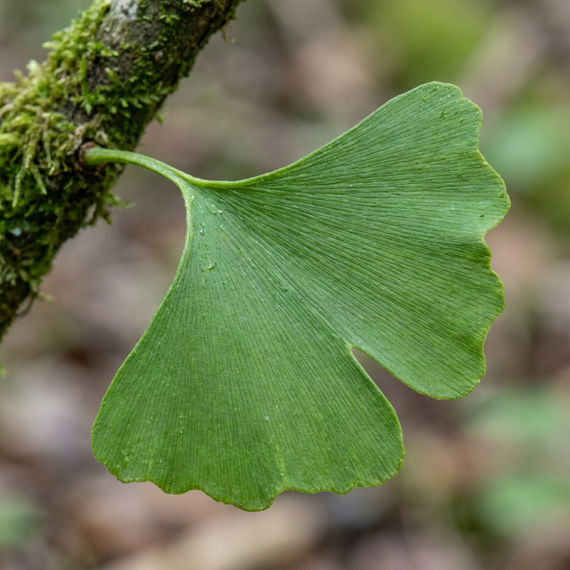 Ginkgo