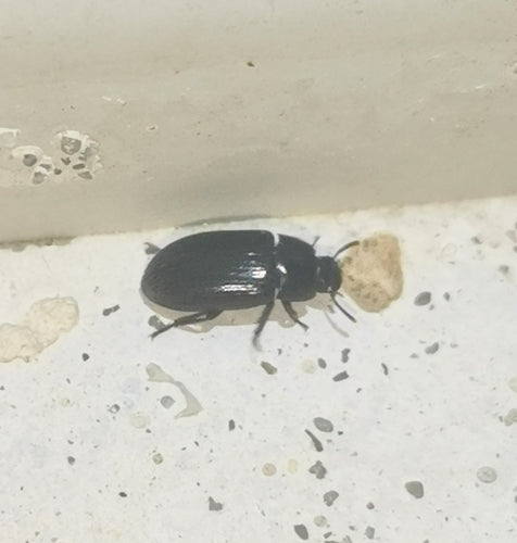 Glänzender Getreideschimmelkäfer — Bild 3