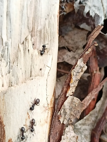 Glänzendschwarze Holzameise — Bild 2