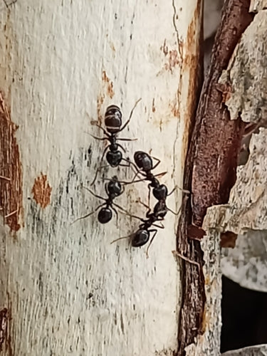 Glänzendschwarze Holzameise — Bild 1