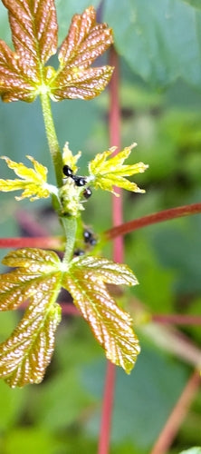 Glänzendschwarze Holzameise — Bild 4