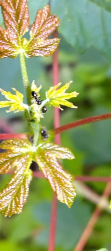 Glänzendschwarze Holzameise — Bild 3
