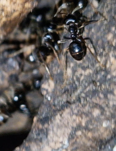 Glänzendschwarze Holzameise — Bild 5
