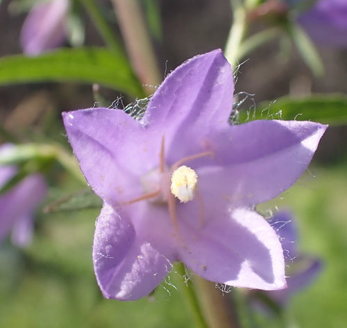 Glockenblumen — Bild 4 von 8