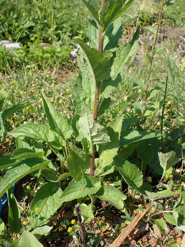 Glockenblumen — Bild 3 von 8