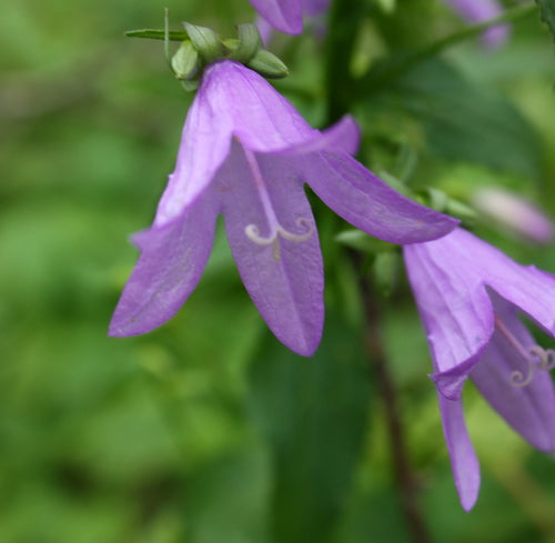 Glockenblumen — Bild 2 von 8