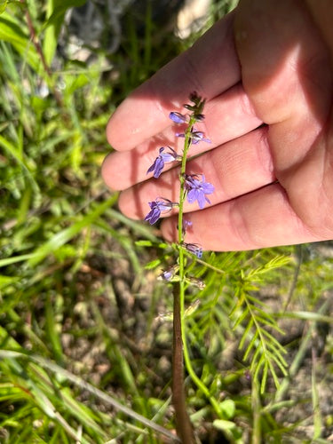 Glockenblumengewaechse — Bild 1