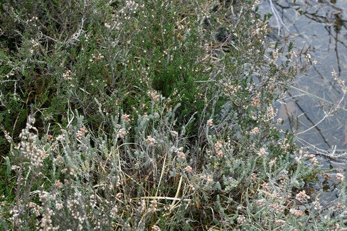 Glockenheide — Bild 3
