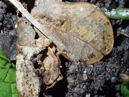 Glockenschüppling — Bild 2 von 8
