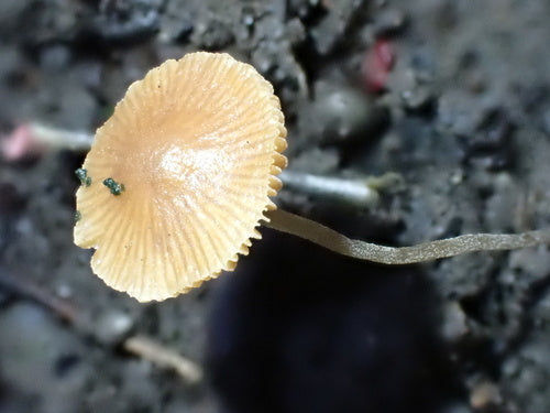 Glockenschüppling — Bild 5 von 8