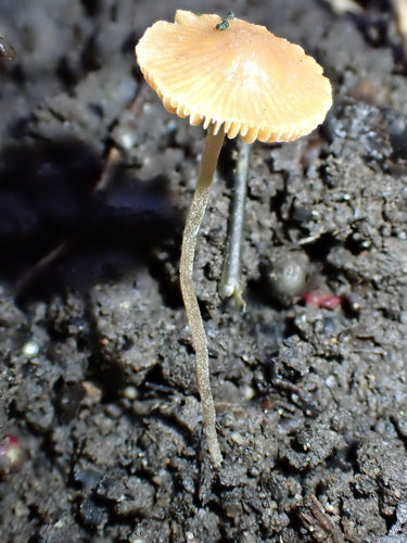 Glockenschüppling — Bild 1 von 8