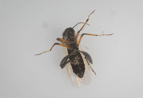 Gnitzen — Bild 5 von 15
