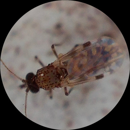 Gnitzen — Bild 4 von 15