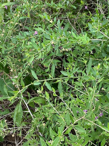 Goji Beeren — Bild 3