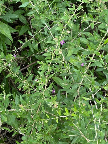 Goji Beeren — Bild 2