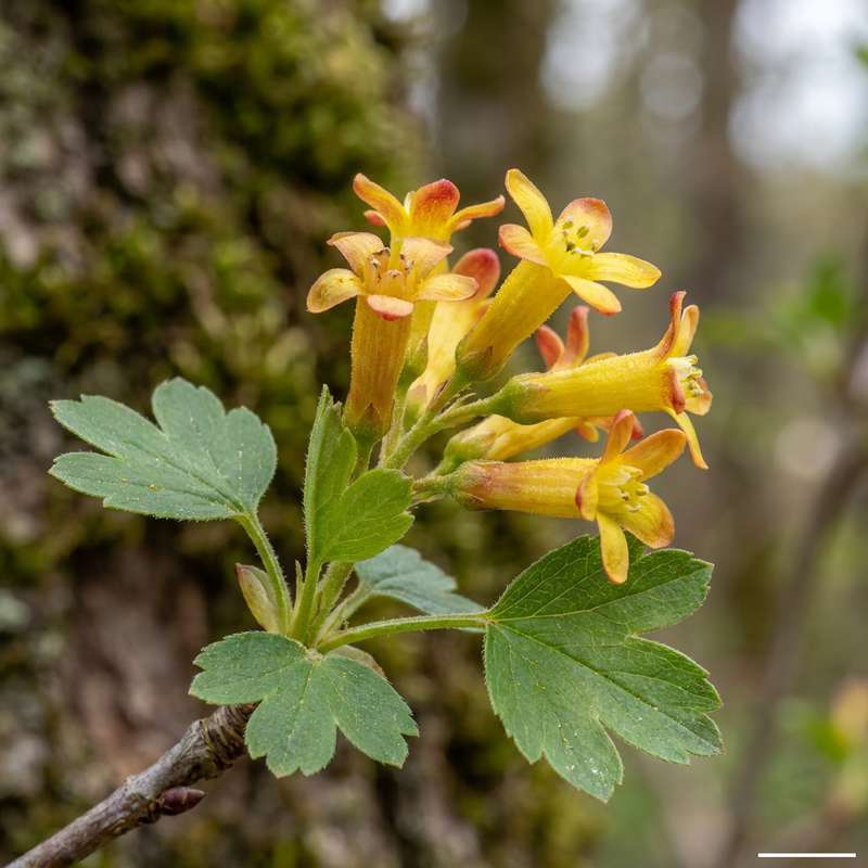Gold-Johannisbeere