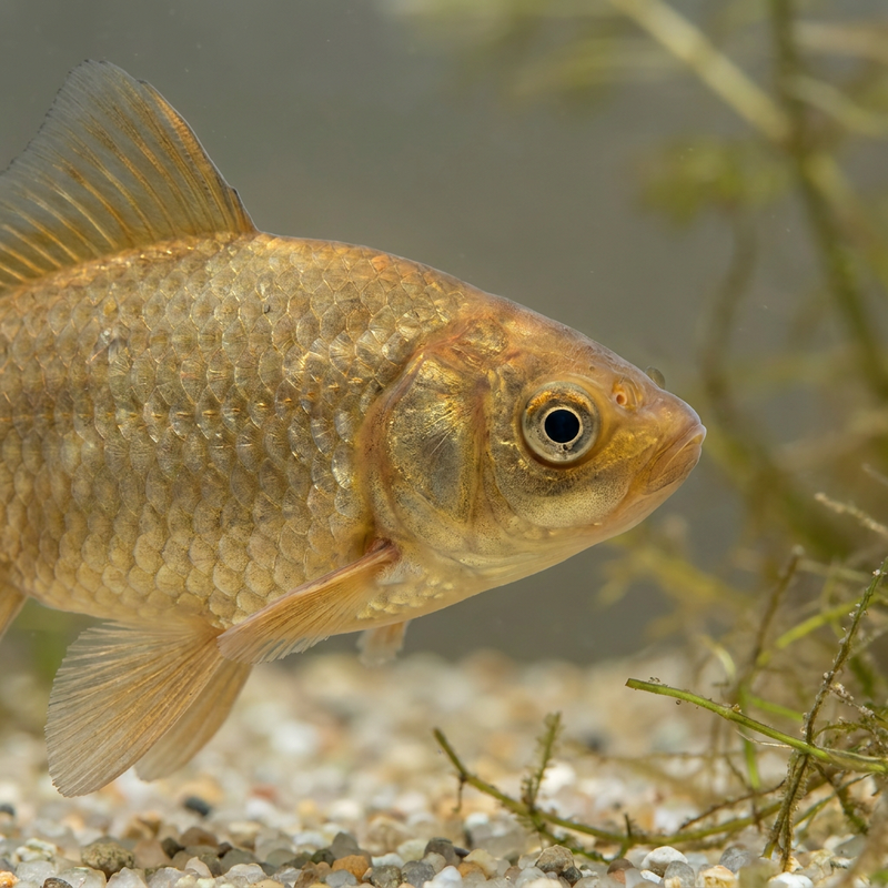 Goldfisch