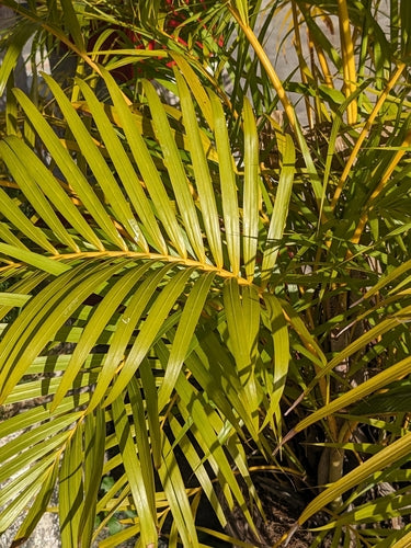 Goldfruchtpalme — Bild 3