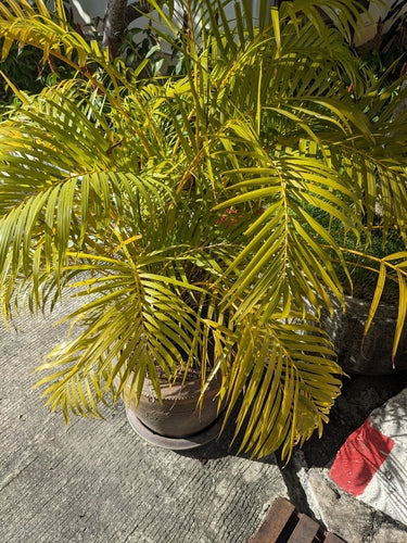 Goldfruchtpalme — Bild 2