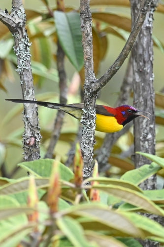 Gould-Nektarvogel — Bild 2 von 8