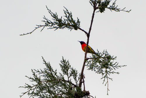 Gould-Nektarvogel — Bild 1 von 8