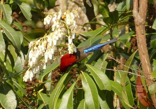 Gould-Nektarvogel — Bild 5 von 8