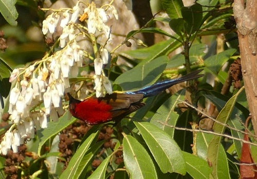 Gould-Nektarvogel — Bild 4 von 8