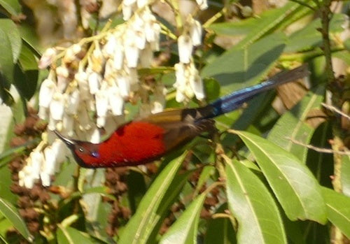 Gould-Nektarvogel — Bild 3 von 8
