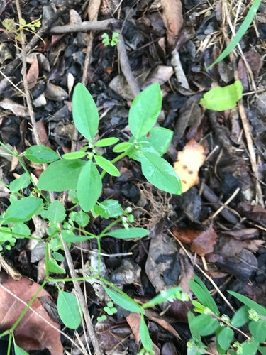 Grasblättrige Wolfsmilch — Bild 5