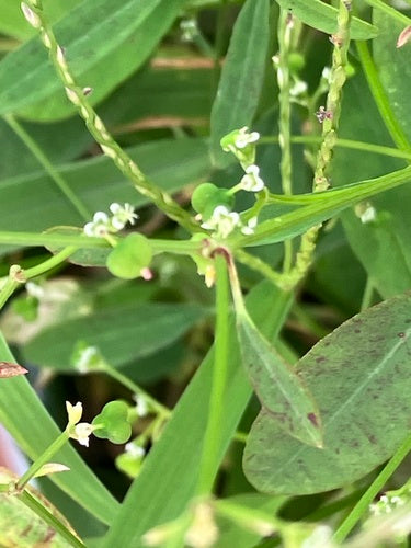 Grasblättrige Wolfsmilch — Bild 3