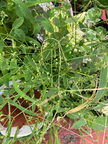 Grasblättrige Wolfsmilch — Bild 2
