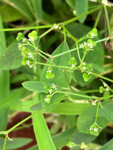 Grasblättrige Wolfsmilch — Bild 1