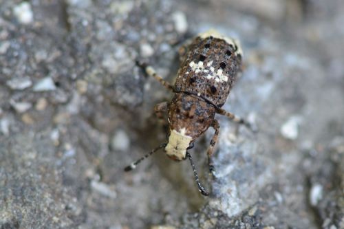 Grauer Rüsselkäfer — Bild 3 von 8