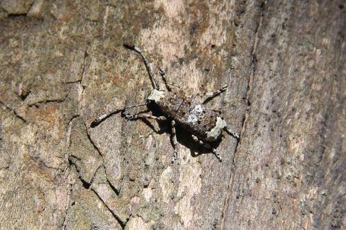 Grauer Rüsselkäfer — Bild 5 von 8