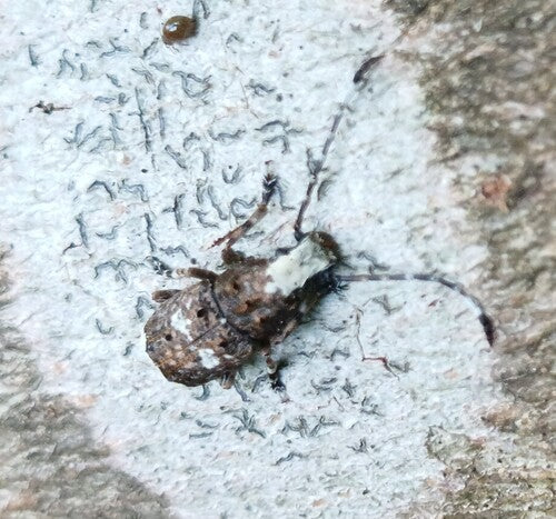Grauer Rüsselkäfer — Bild 2 von 8