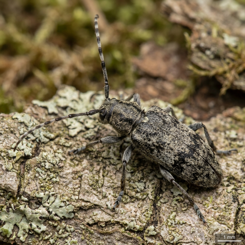 Graugefleckter Kantenbock