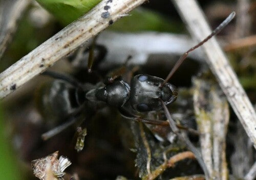 Grauschwarze Sklavenameise — Bild 4