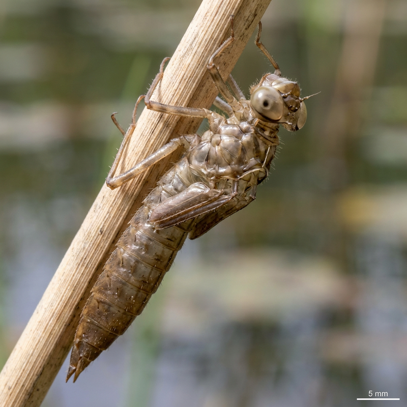 Große Königslibelle (Exuvie)