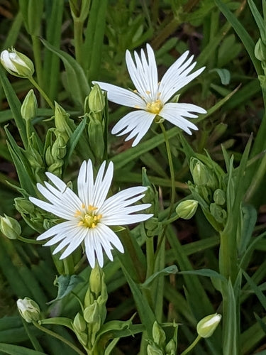 Große Sternmiere — Bild 3