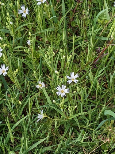 Große Sternmiere — Bild 2