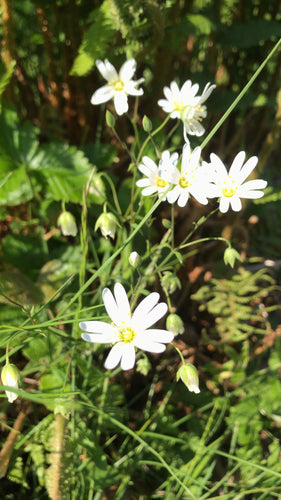 Große Sternmiere — Bild 5