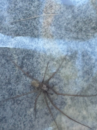 Große Winkelspinne — Bild 5