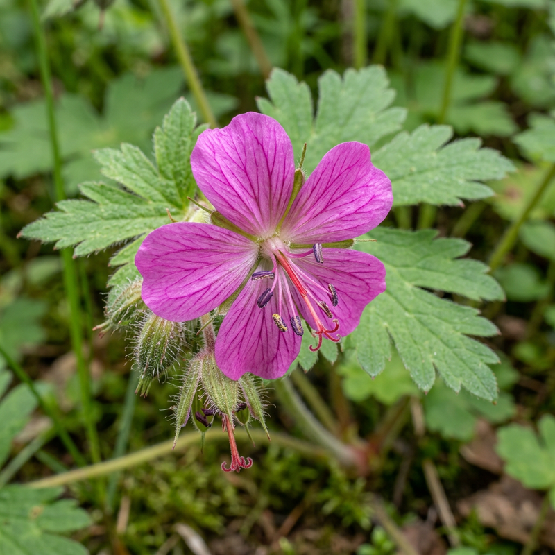 Großer Storchschnabel