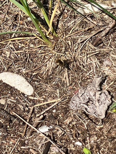 Großer Wollschweber — Bild 4