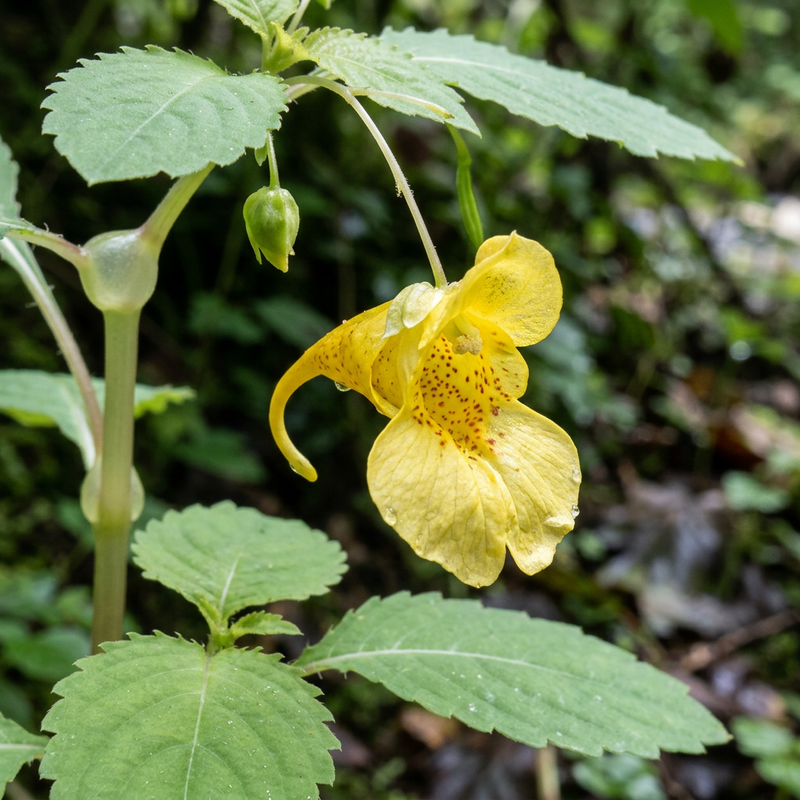 Großes Springkraut