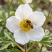 Blüte von Großes Windröschen (Anemone sylvestris) in Nahaufnahme (KI-generiert)