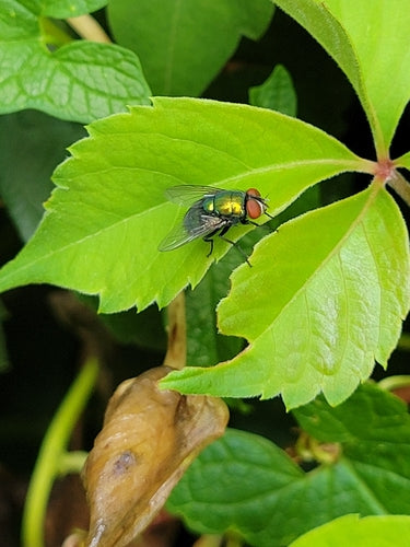 Grüne Fliegen — Bild 1