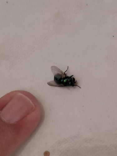 Grüne Fliegen — Bild 5