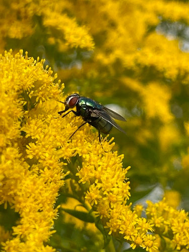 Grüne Fliegen — Bild 4