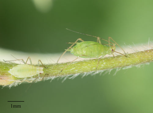 Grünstreifige Kartoffellaus — Bild 5